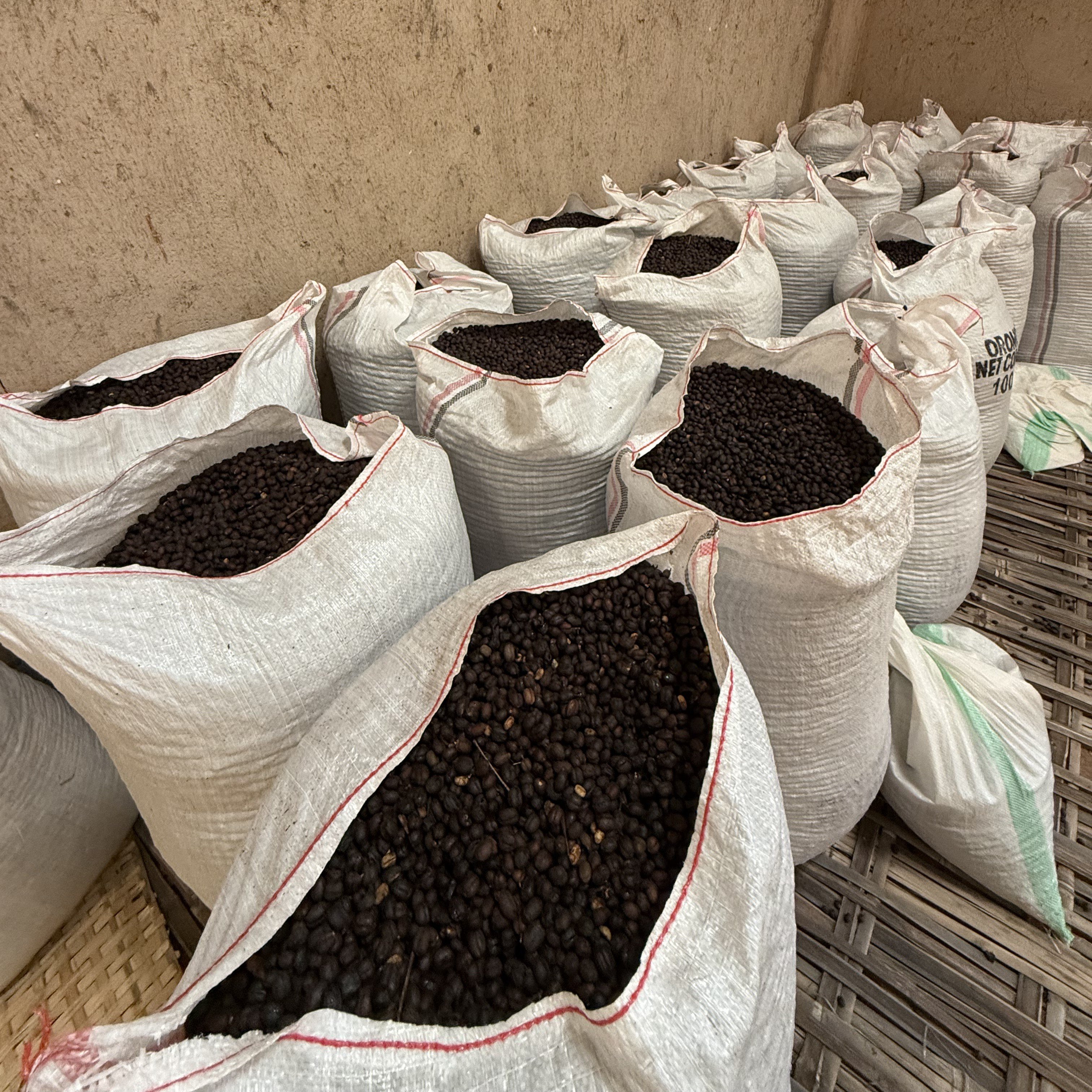 Ethiopia Guji G3 Natural(24/25年クロップ) | ORIGIN COUNTRIES